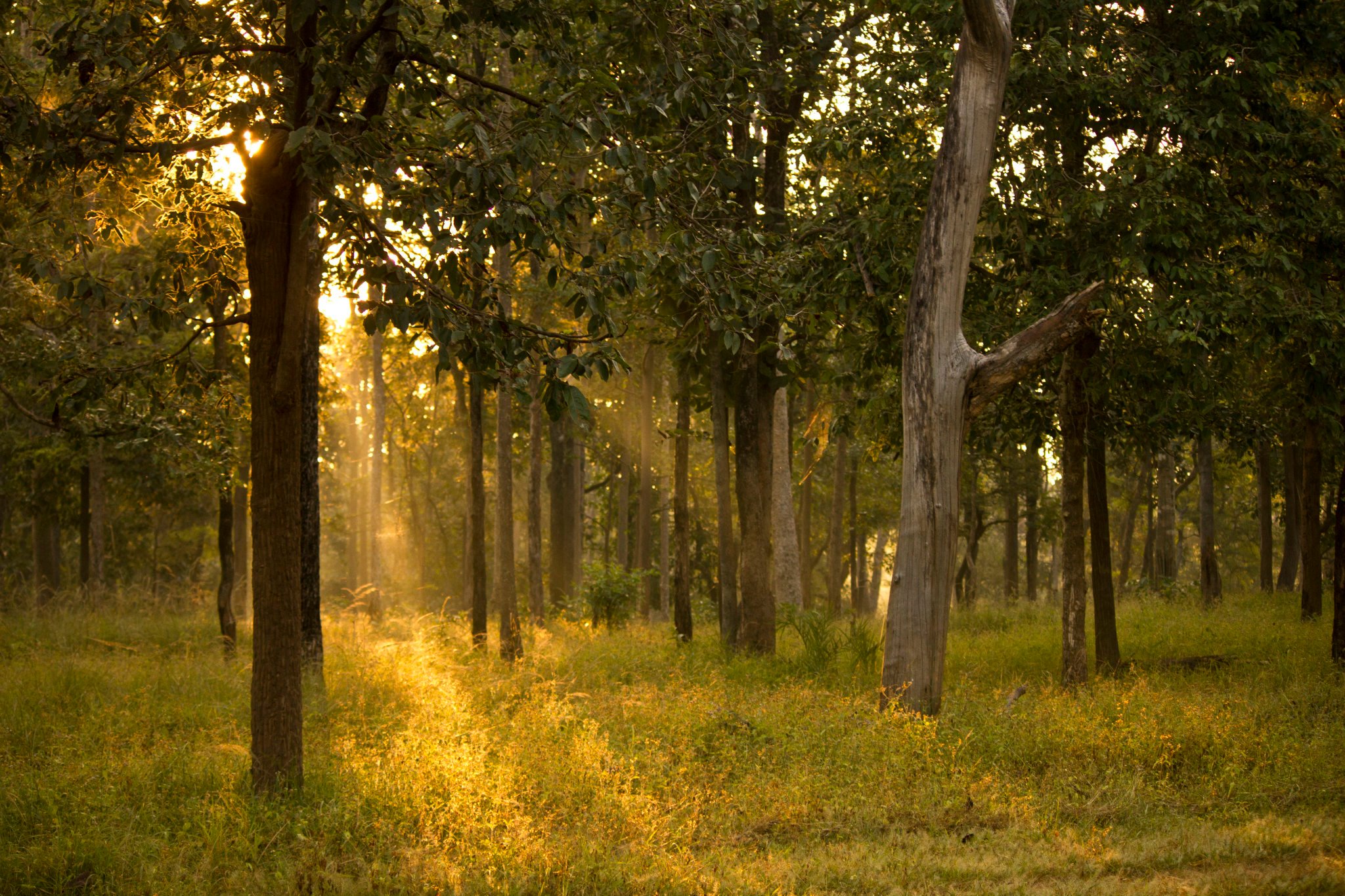 Pench Image