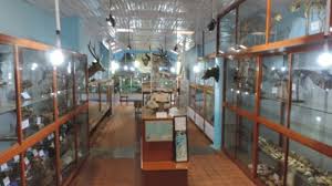 Shembaganur Museum of Natural History - Kodaikanal Image