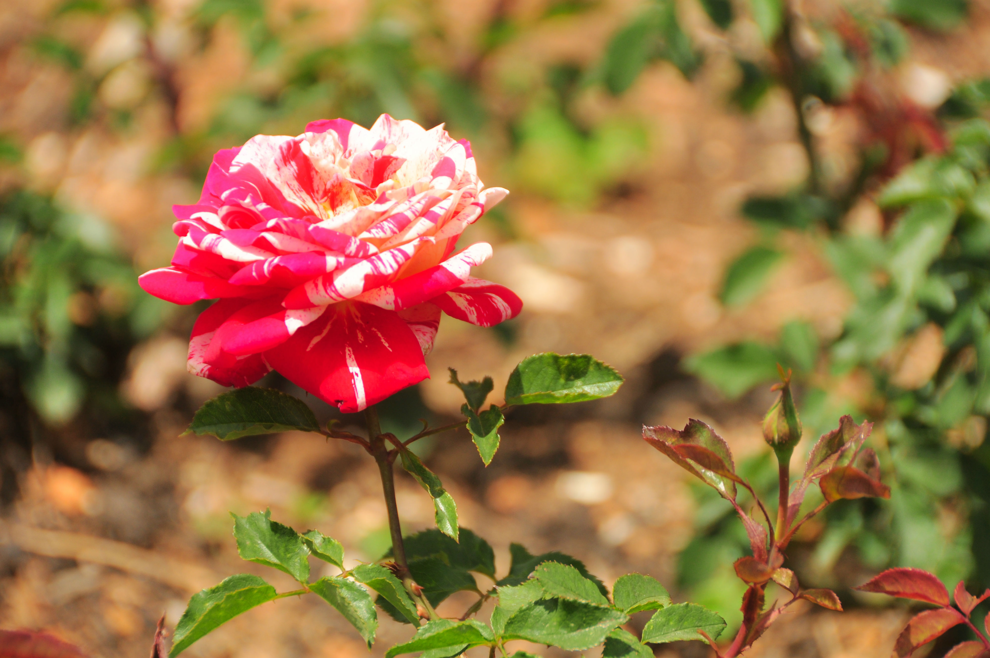 Rose Garden - Ooty Image