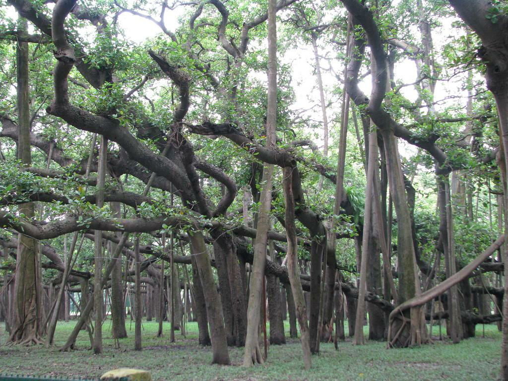 Acharya Jagadish Chandra Bose Indian Botanic Garden - Howrah Image