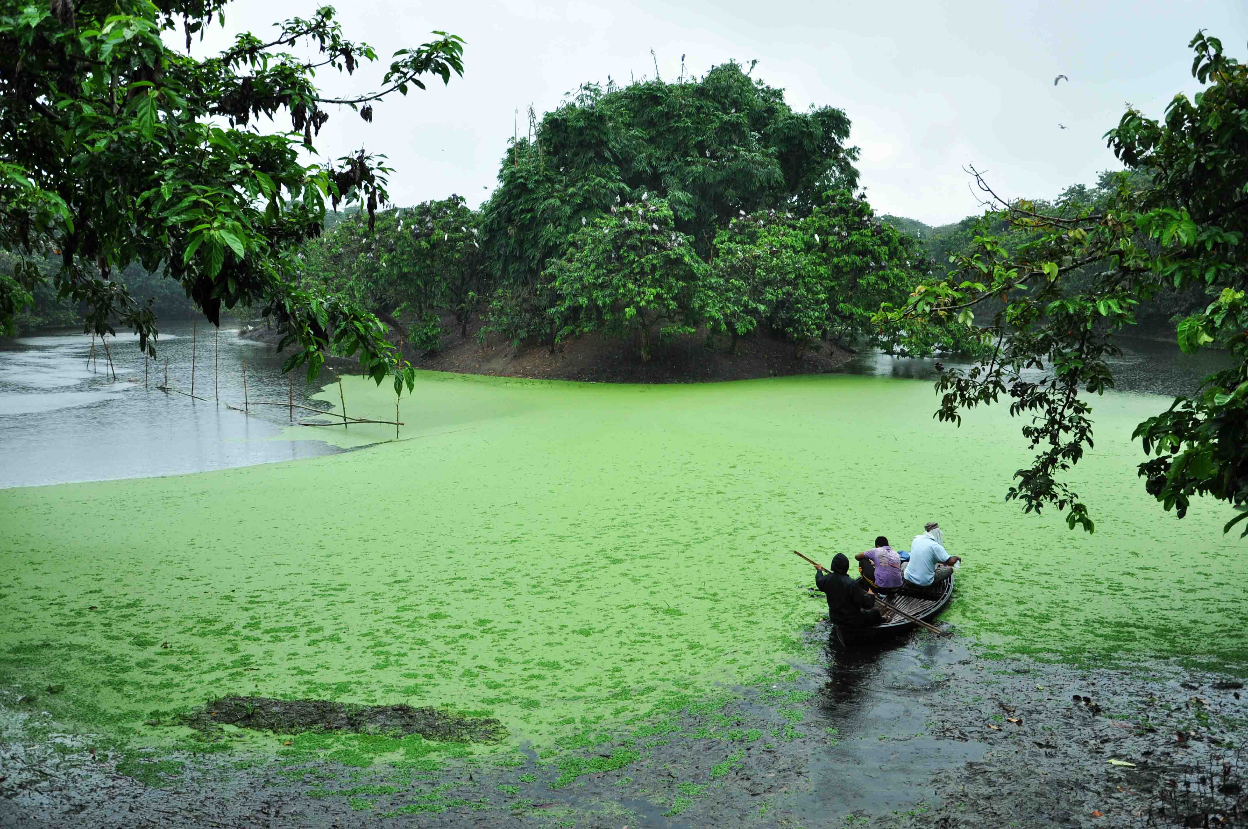 Raiganj Wildlife Sanctuary - Raiganj Image