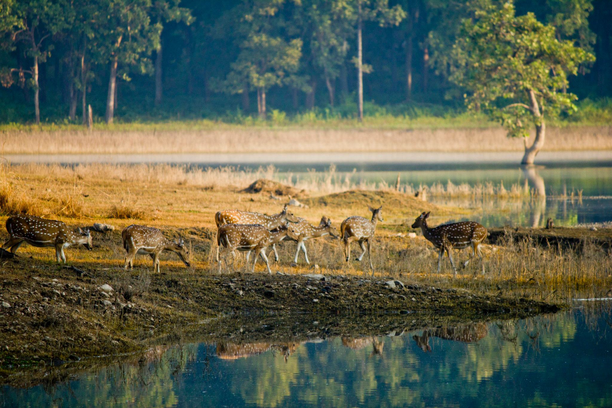 Pench National Park - Pench Image