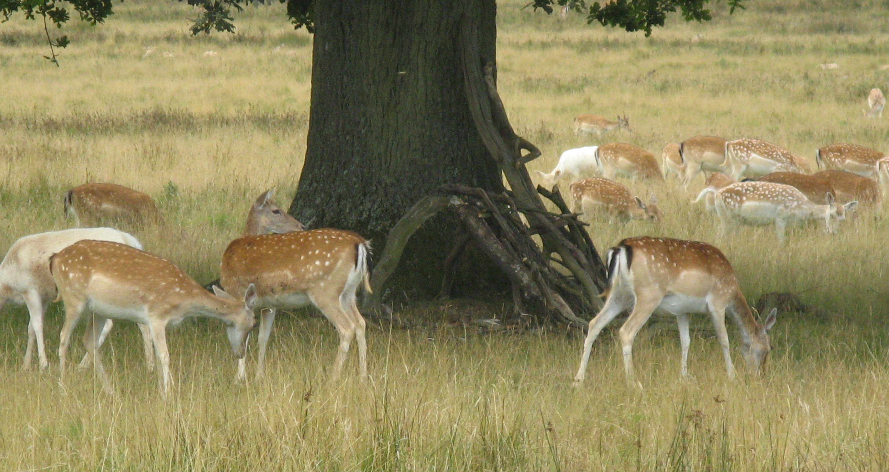 Malsi Deer Park - Dehradun Image