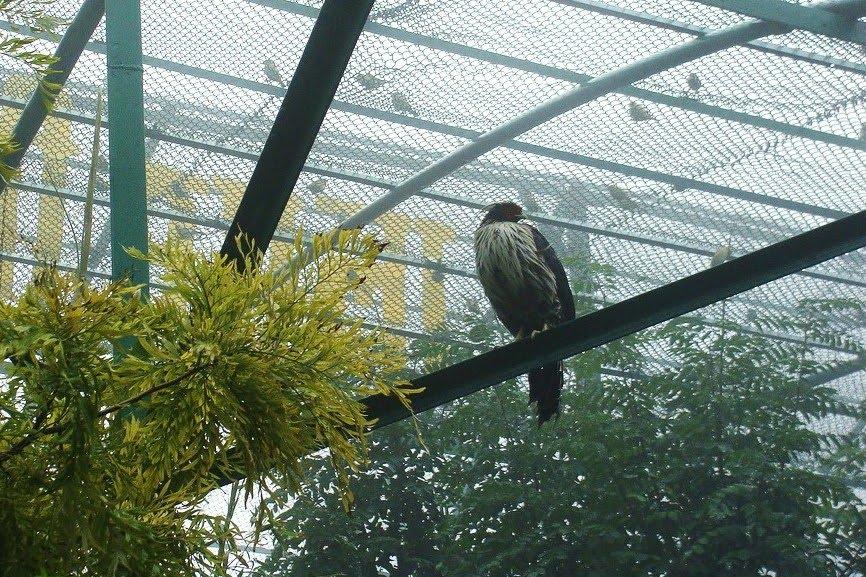 Himalayan Birds Park - Shimla Image