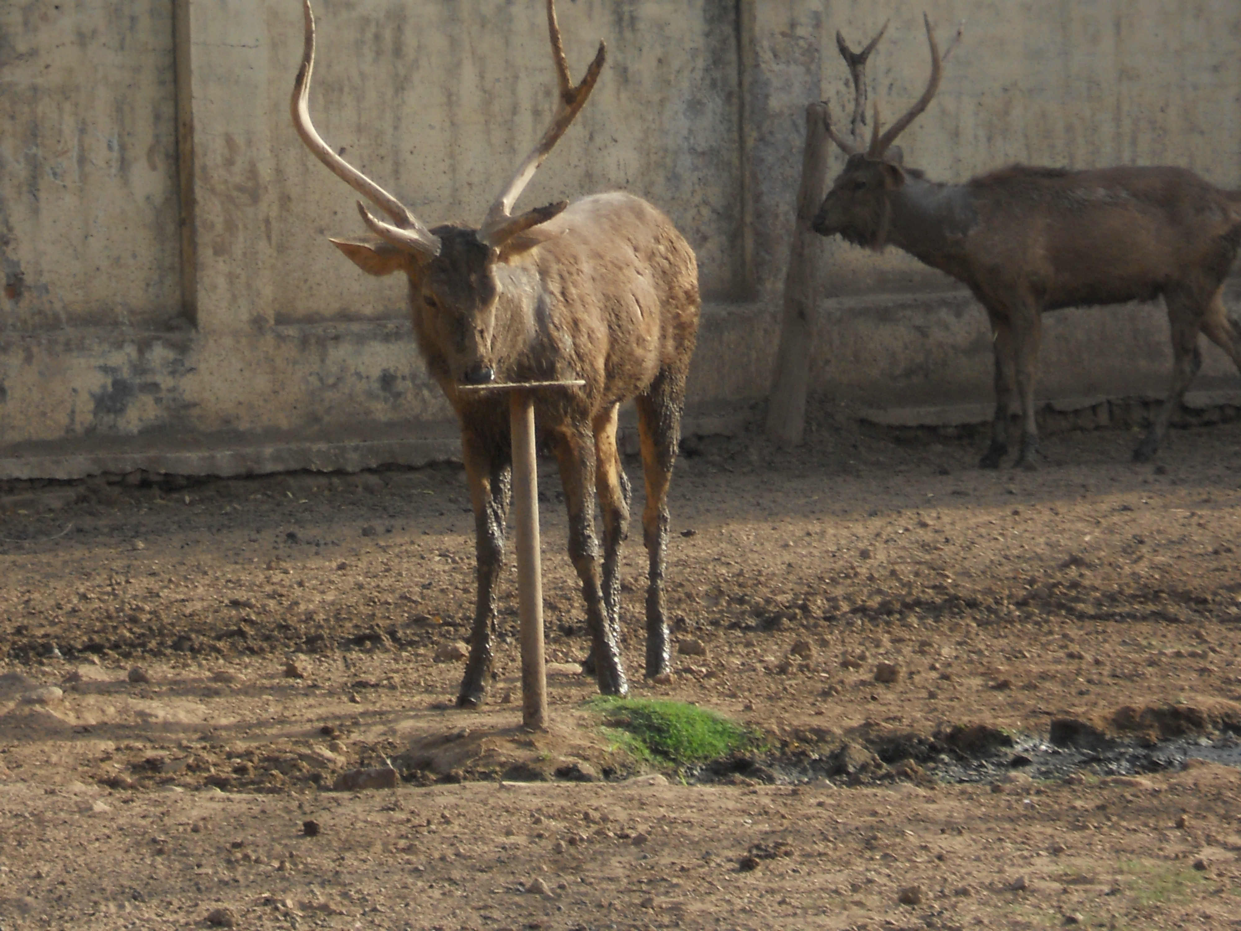 Gwalior Zoo - Gwalior Image