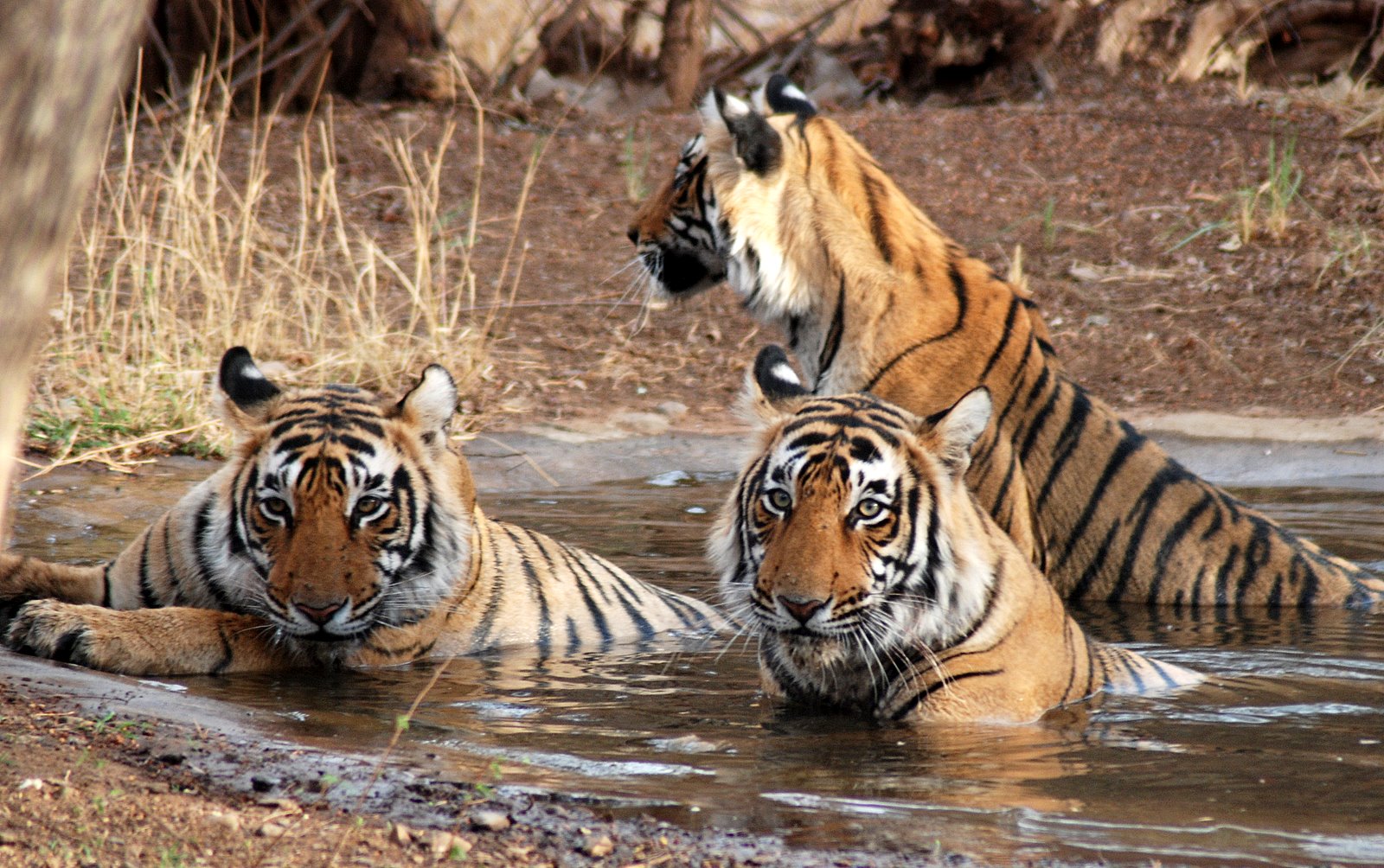 Fambong La Wildlife Sanctuary - Gangtok Image