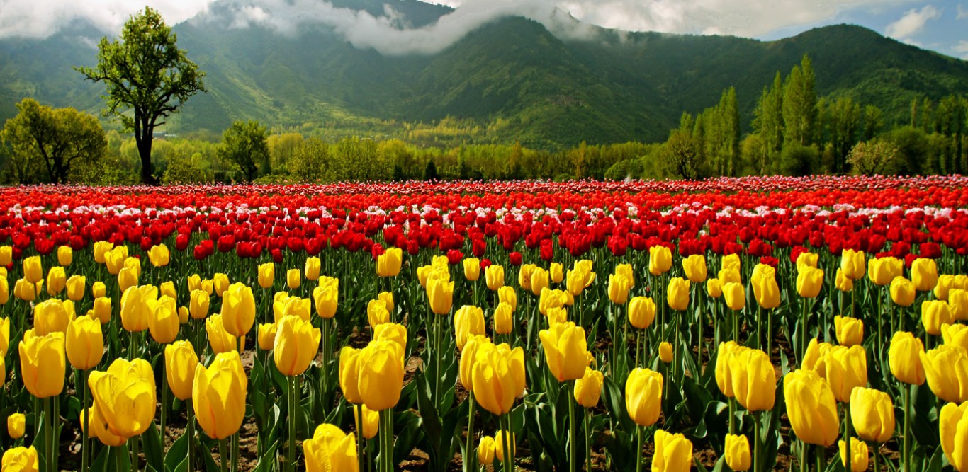 Indira Gandhi Memorial Tulip Garden - Srinagar Image