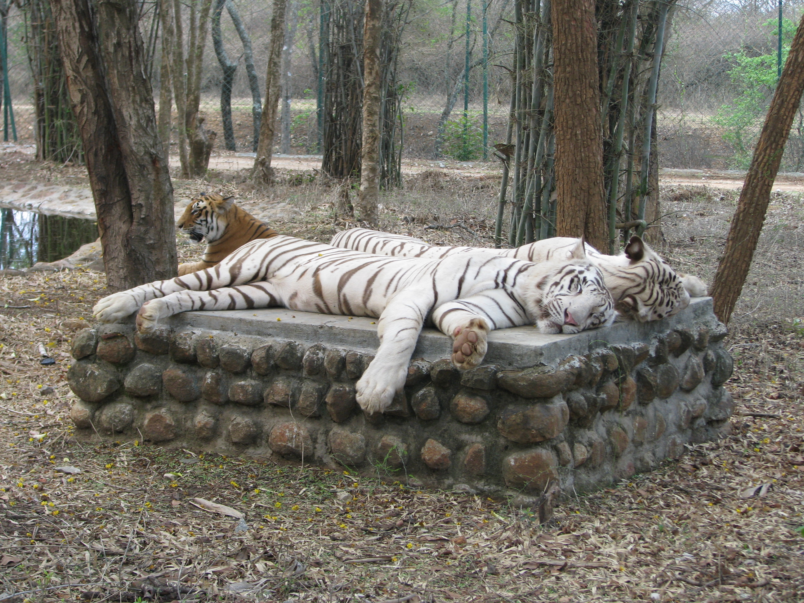 Bannerghatta Biological Park - Bengaluru Image