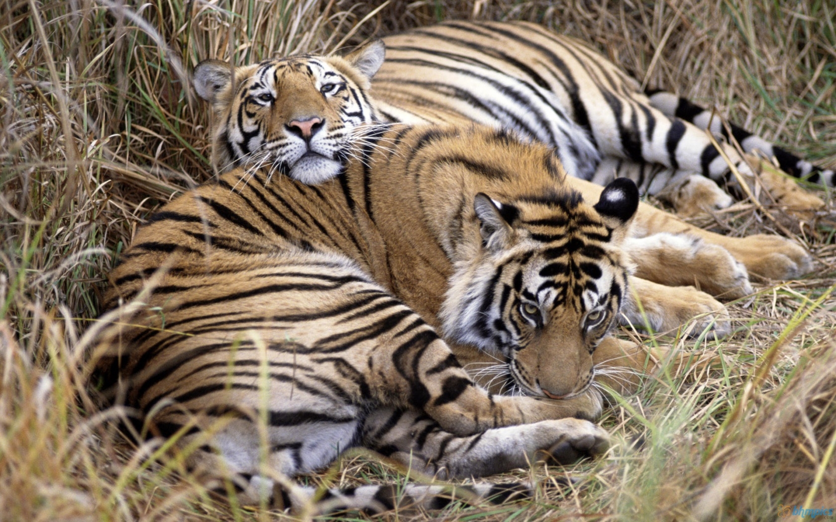 Indira Gandhi Wildlife Sanctuary - Coimbatore Image