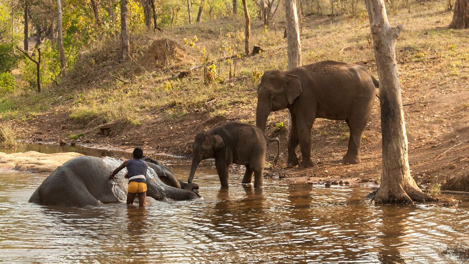 Satpura National Park Image