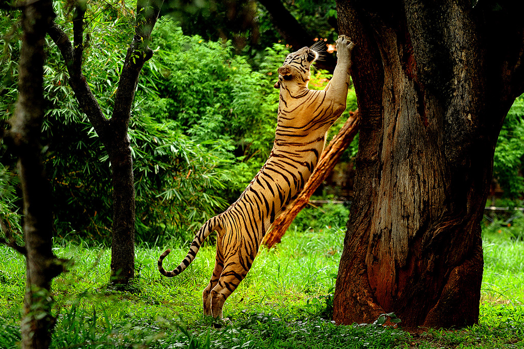 Muthanga Wild Life Sanctuary - Wayanad Image