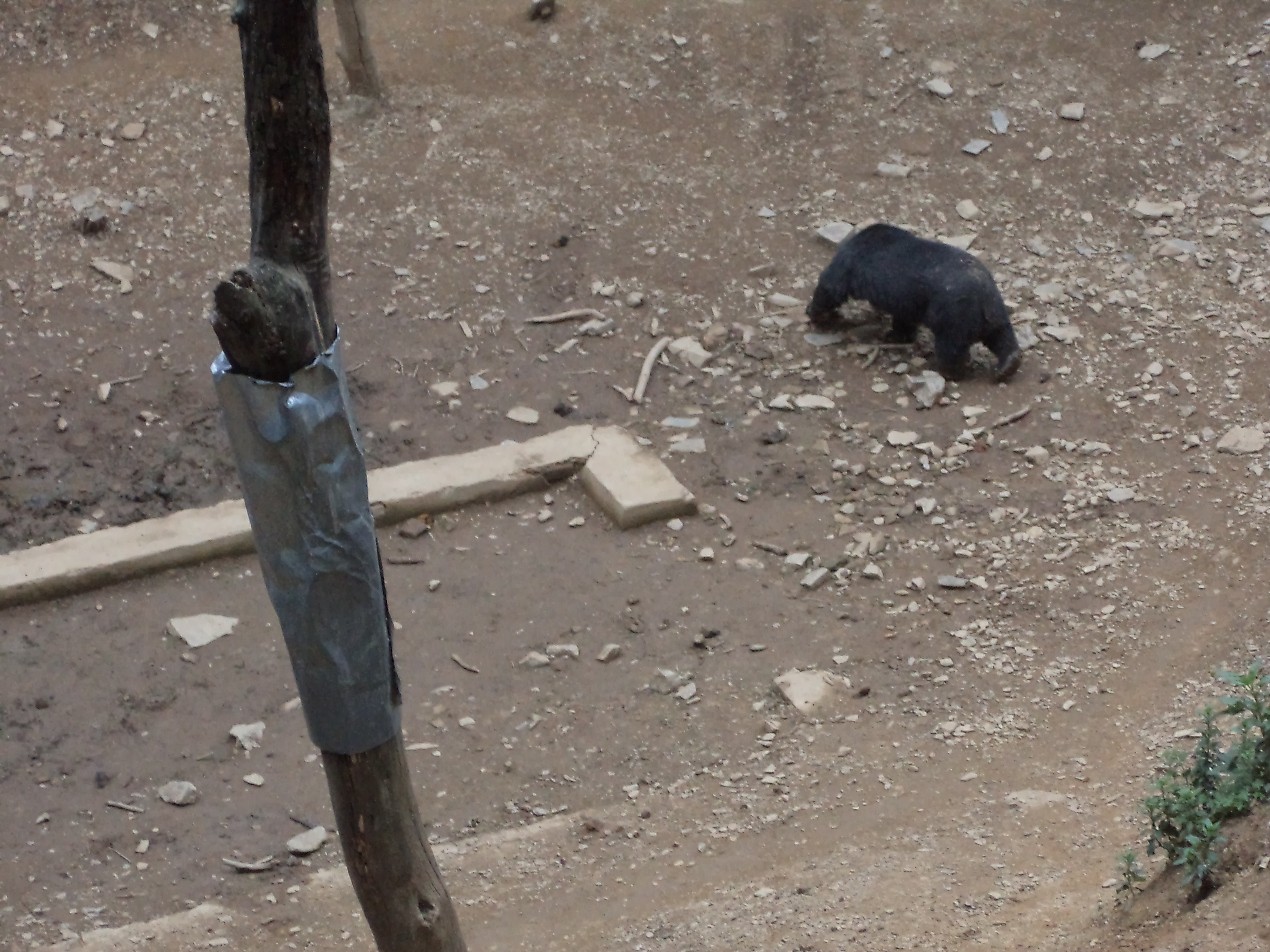 Chail Wildlife Sanctuary - Chail Image