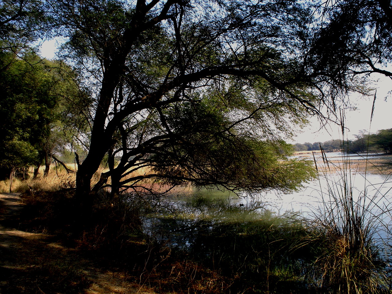 Sultanpur Bird Sanctuary - Gurgaon Image