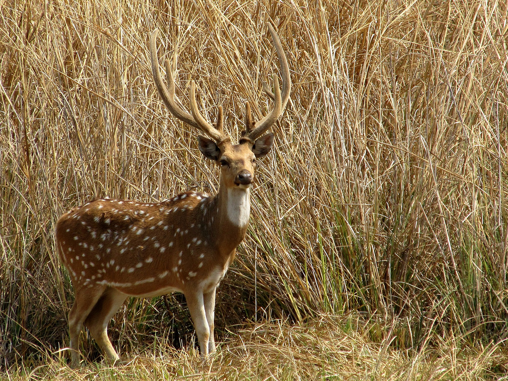 Van Vihar National Park - Bhopal Image