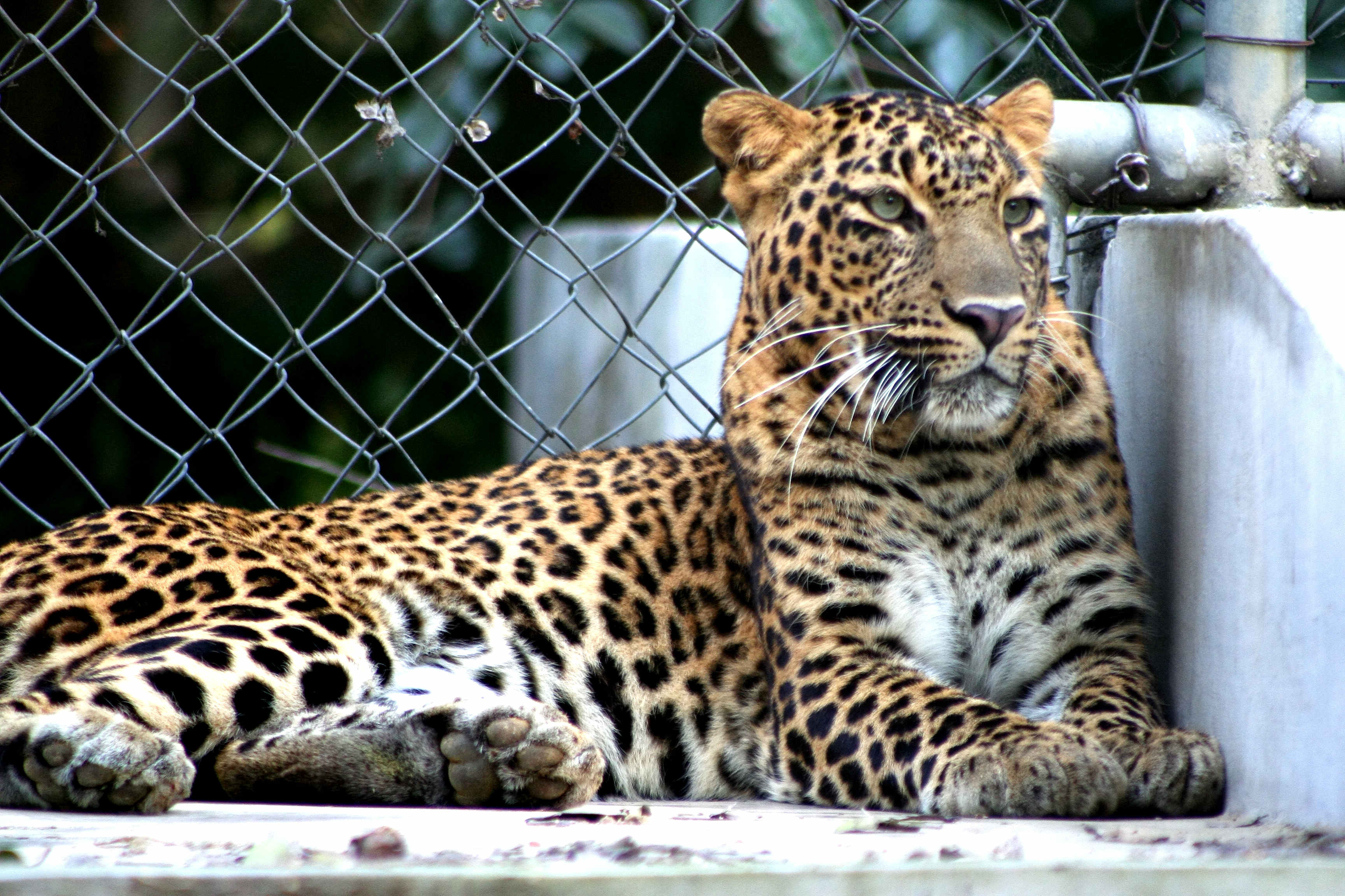 Allen Forest Zoo - Kanpur Image