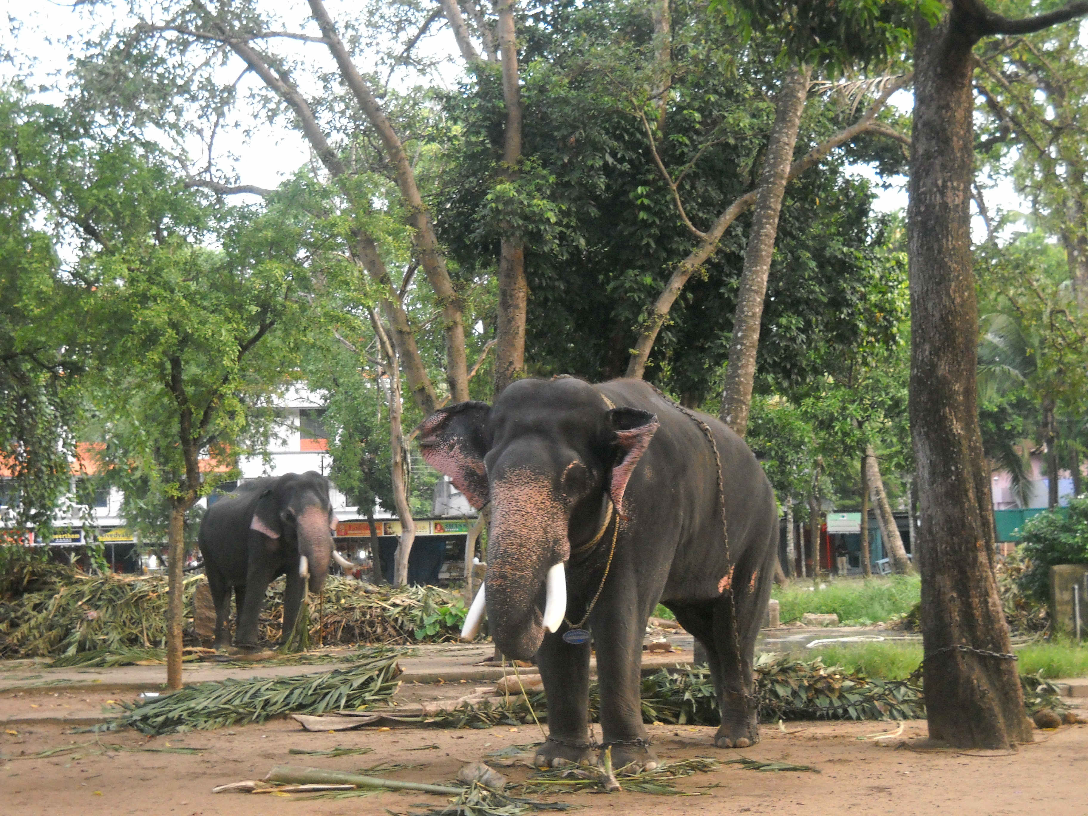 Elephant Camp Sanctuary - Guruvayoor Image