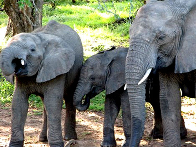 Thorangtlang Wildlife Sanctuary - Lunglei Image