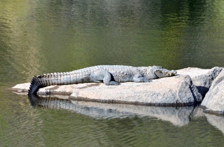 Guru Shikhar Revor'S Crocodile Park - Mount Abu Image