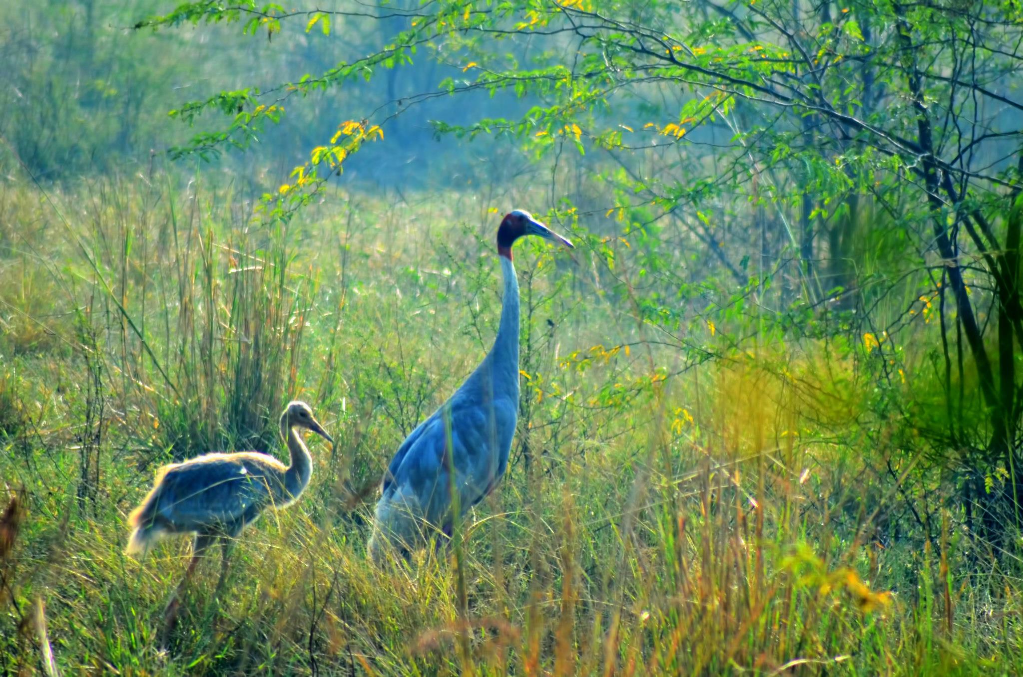 Keoladeo Bird Sanctuary - Bharatpur Image