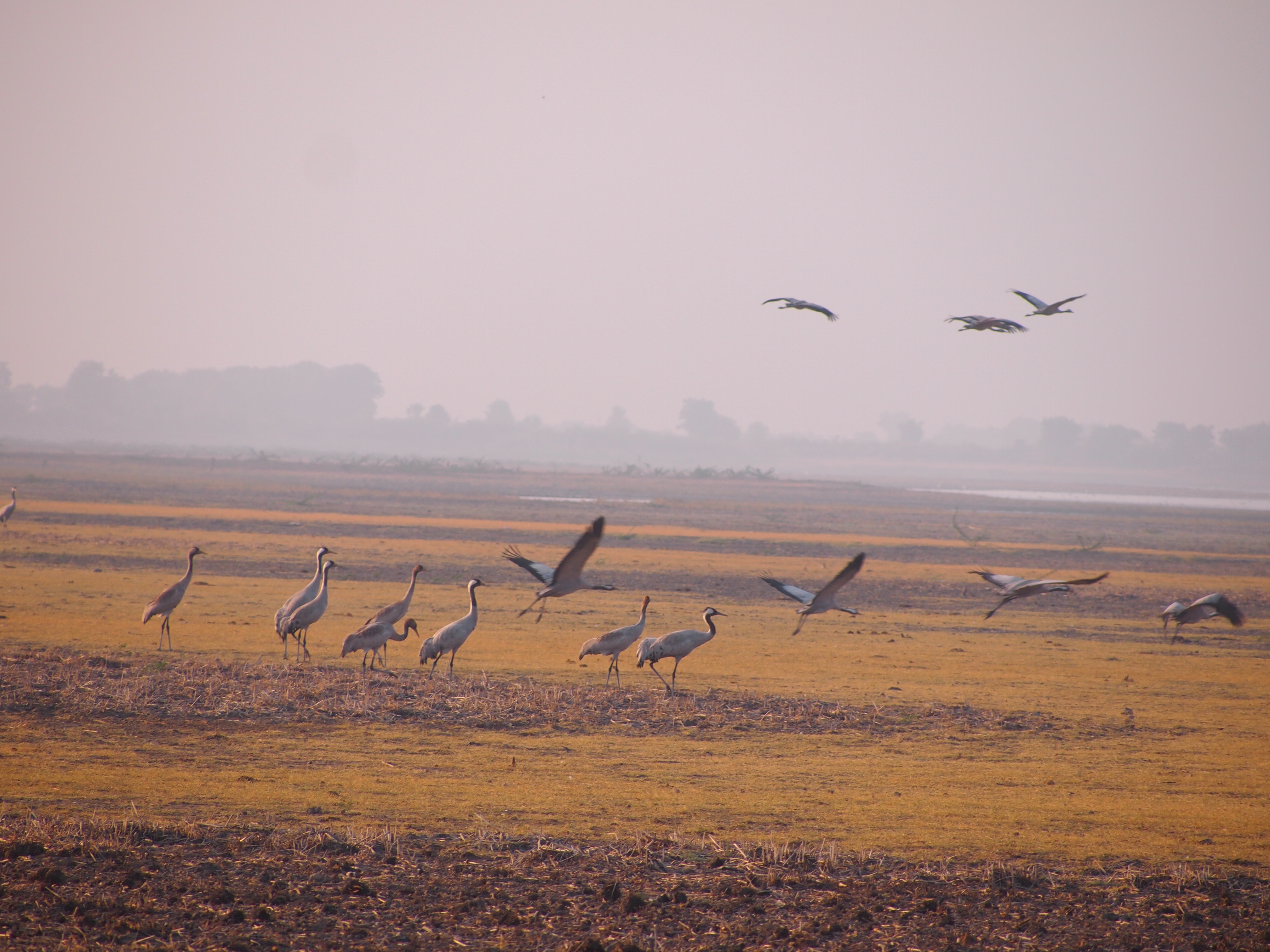 Little Rann Sanctuary - Kutch Image