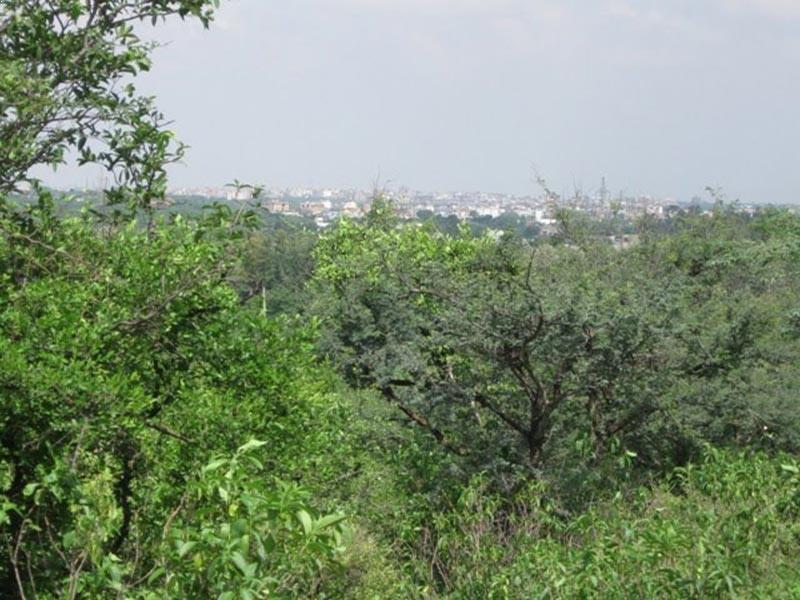 Asola Bhatti Wildlife Sanctuary - Surajkund Image