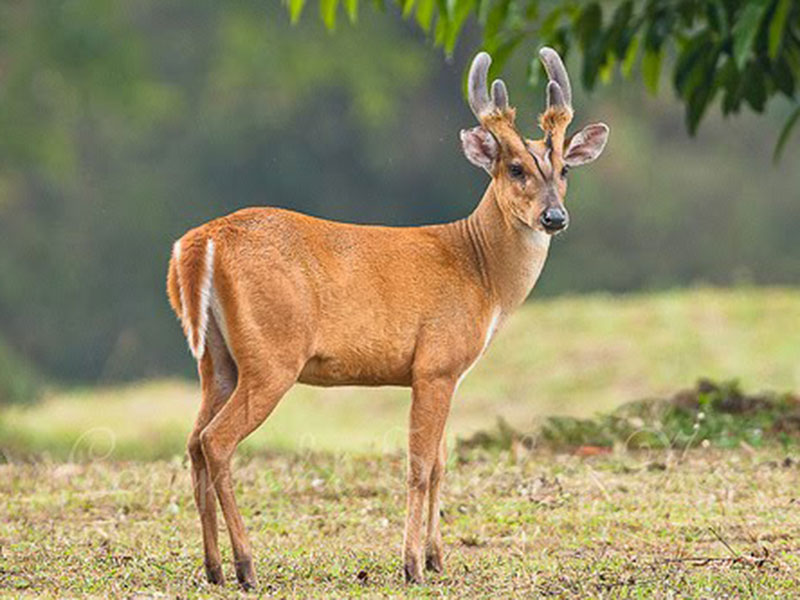 Kalesar Wildlife Sanctuary - Yamuna Nagar Image