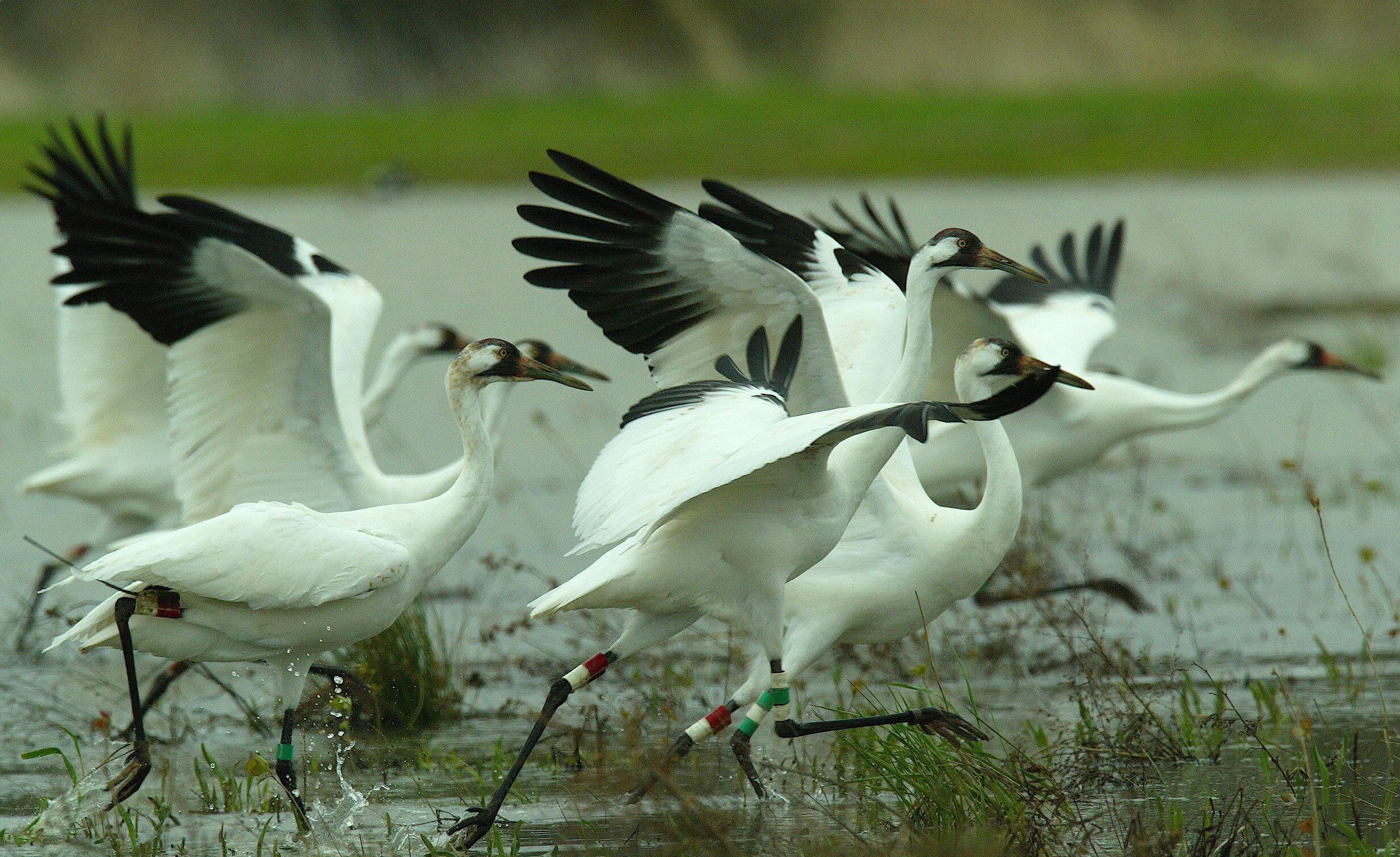 Sultanpur Bird Sanctuary - Manesar Image