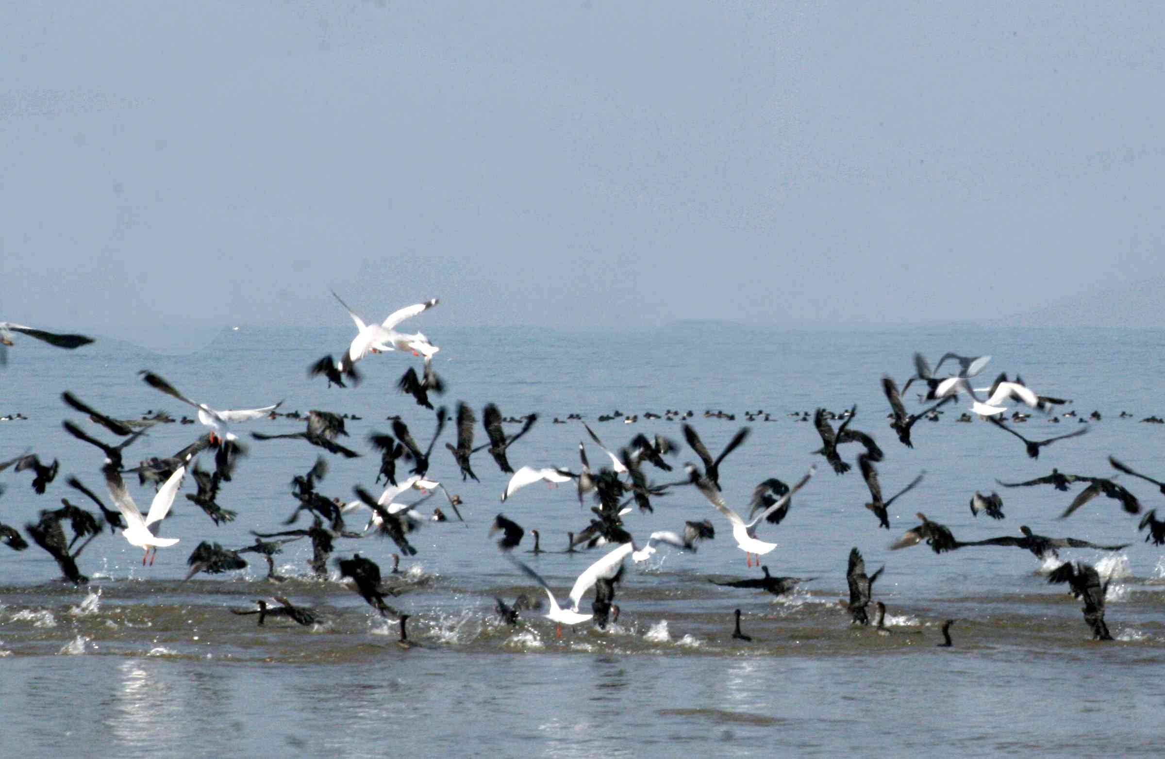 Maharan Pratap Sagar Lake - Kangra Image