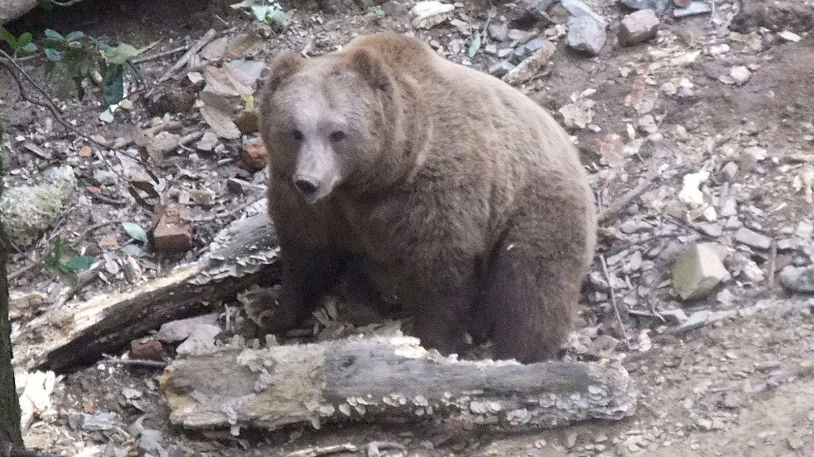 Govind Sagar Wildlife Sanctuary - Bilaspur Image