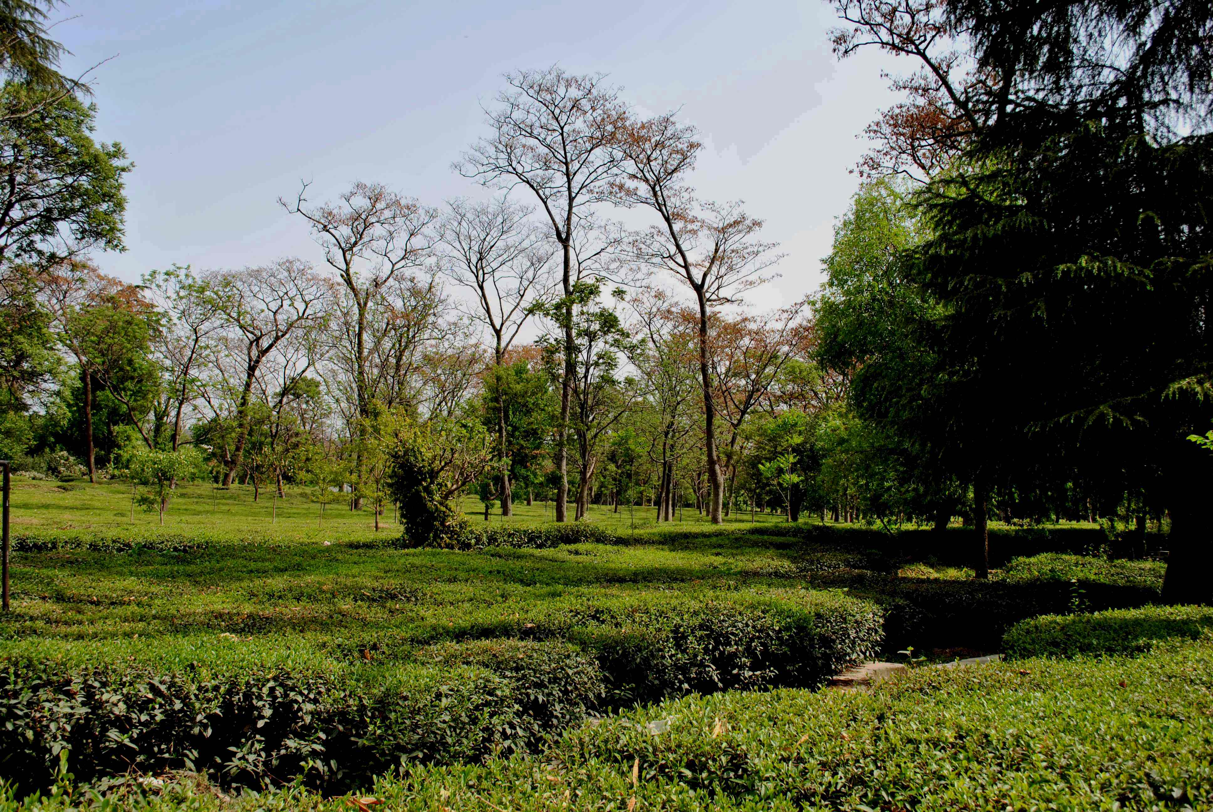 Tea Gardens - Palampur Image