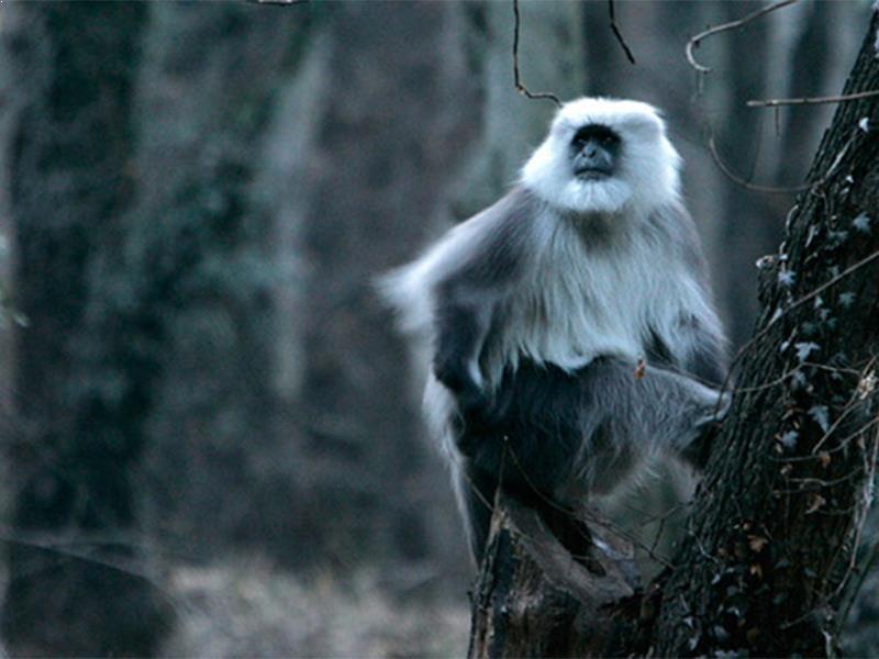 Great Himalayan National Park - Kullu Image