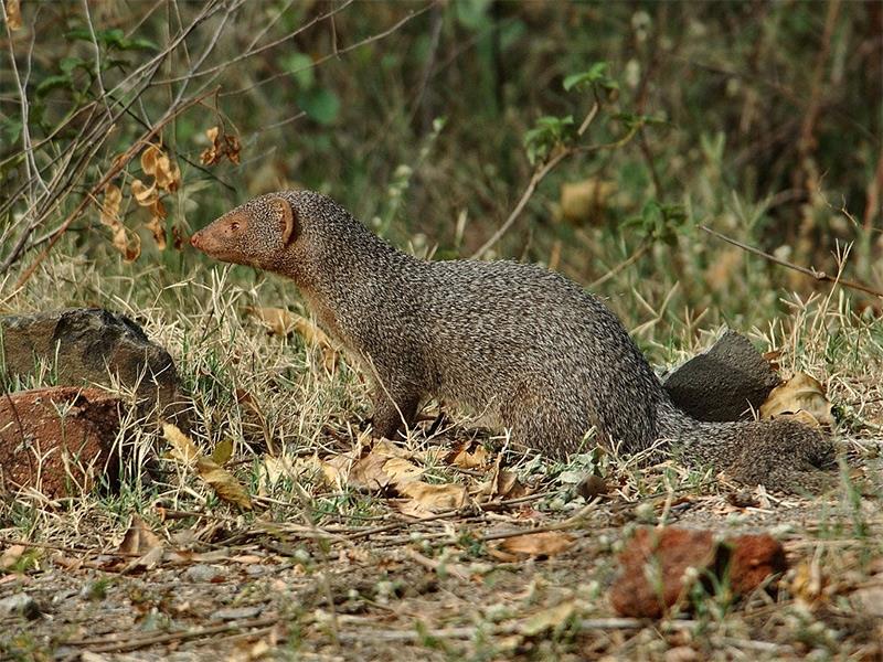 Betla National Park - Latehar Image