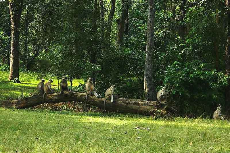 Betla National Park - Daltonganj Image