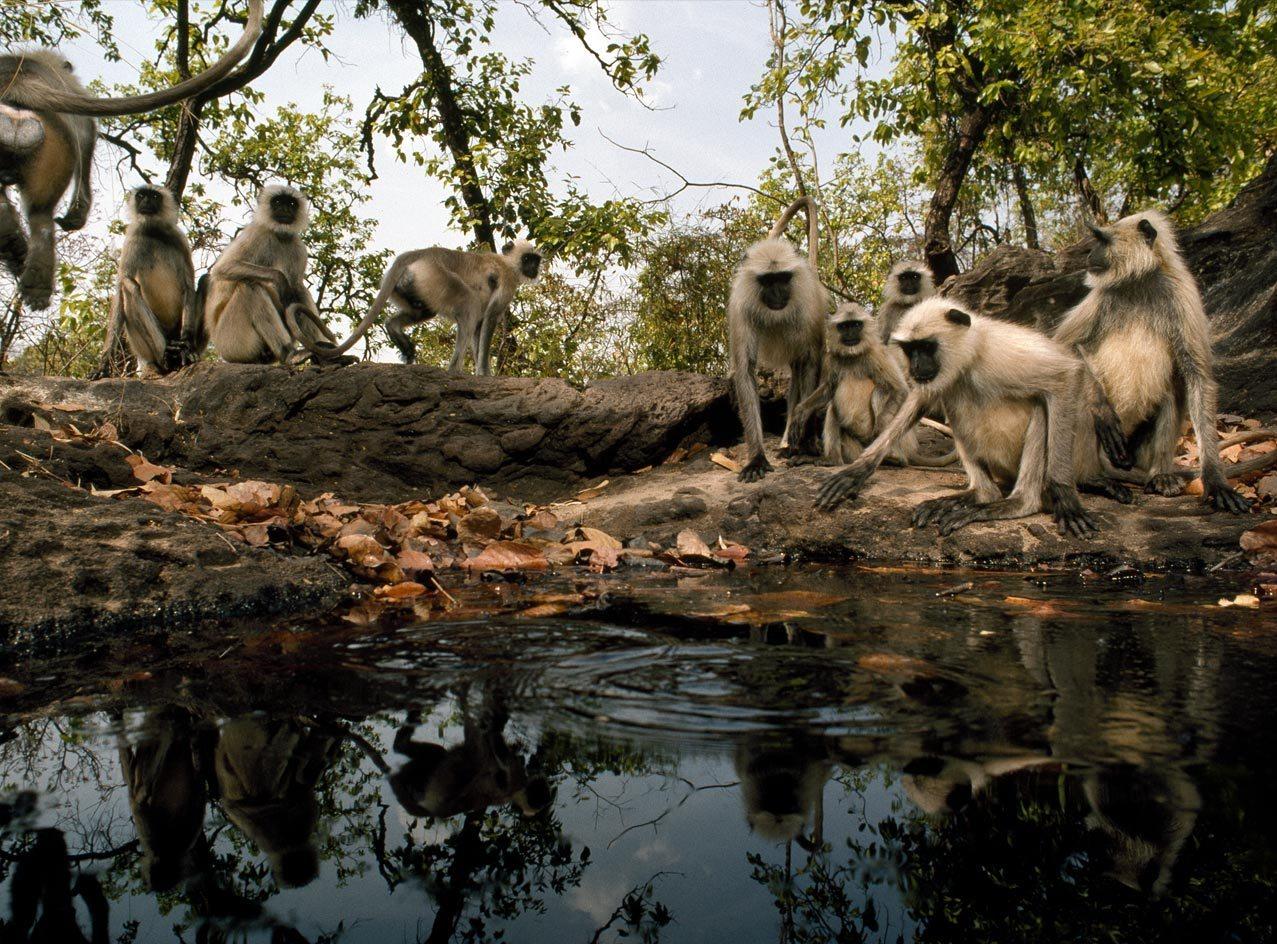 Bandhavgarh National Park - Bandhavgarh Image