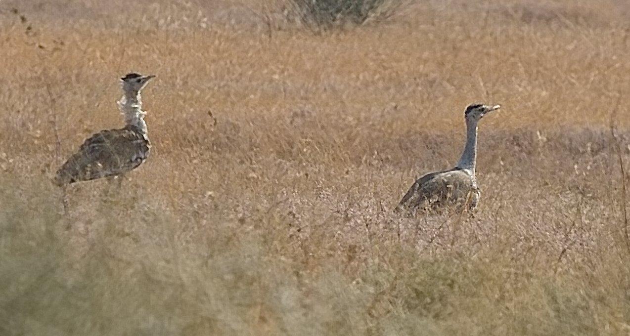 Great Indian Bustard Sanctuary - Solapur Image