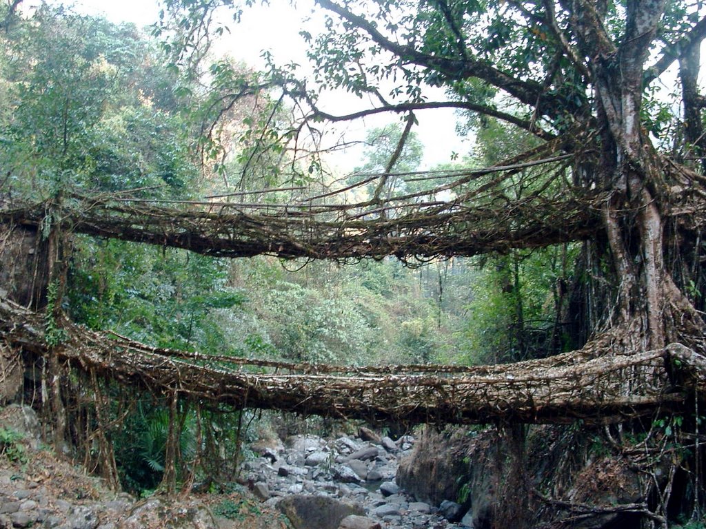 Sohra Living Root Bridges - Sohra Image