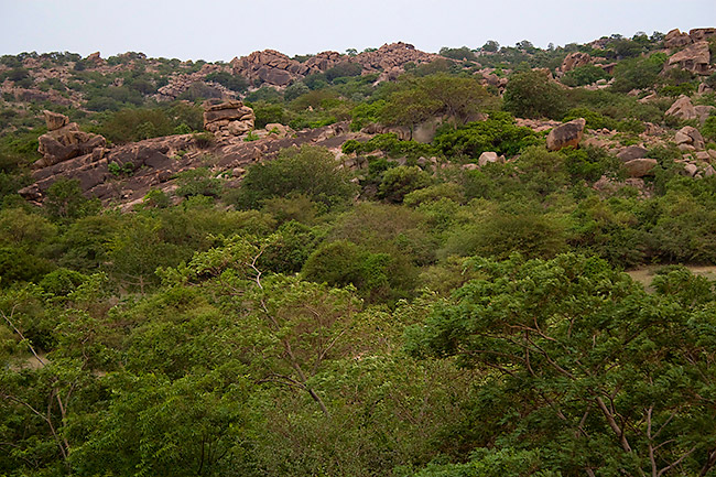 Gunda Forest - Bellary Image