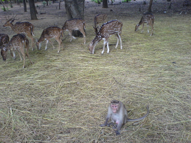 Devarayanadurga State Forest - Tumkur Image