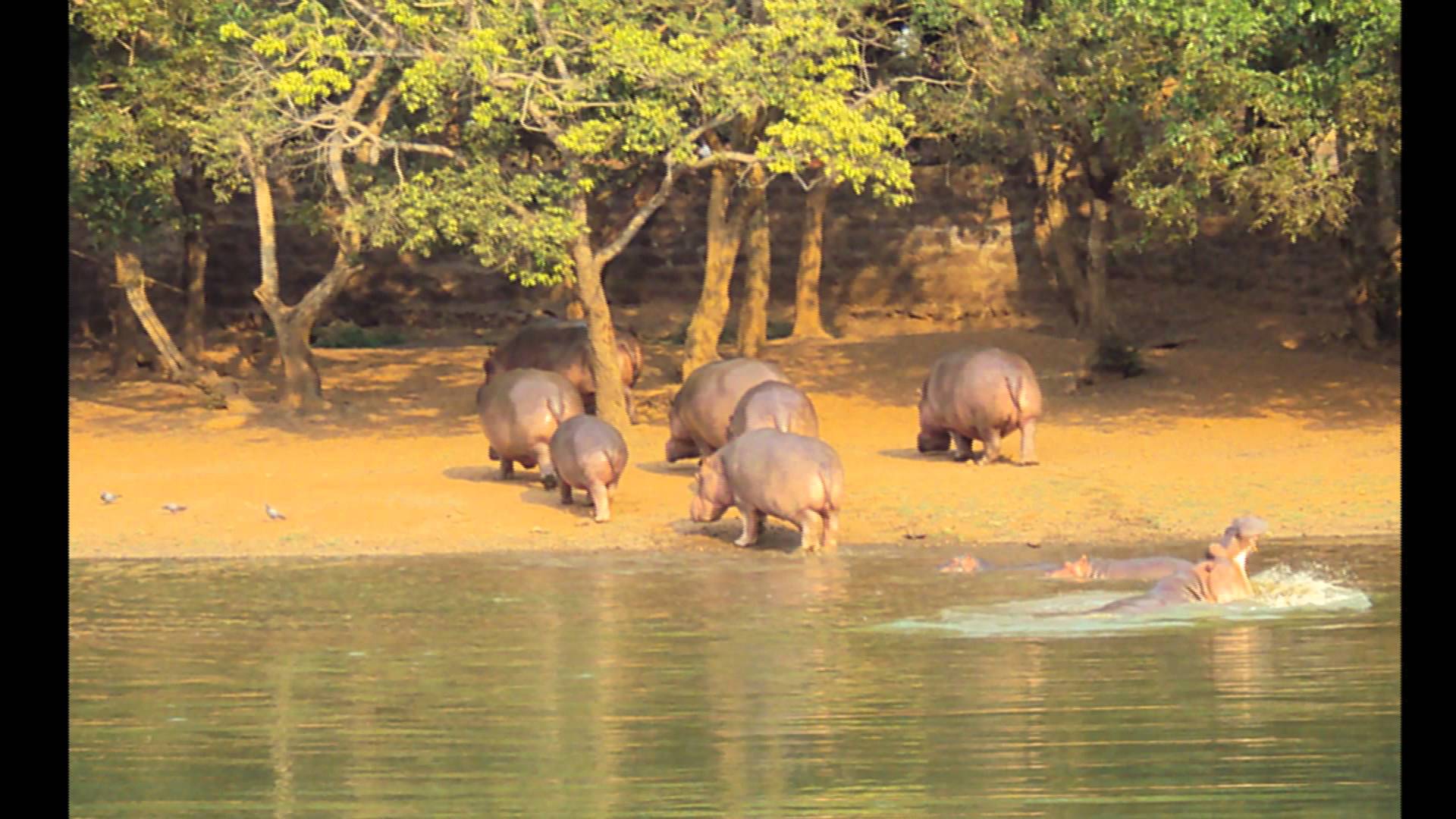 Nandankanan Zoological Park - Bhubaneshwar Image