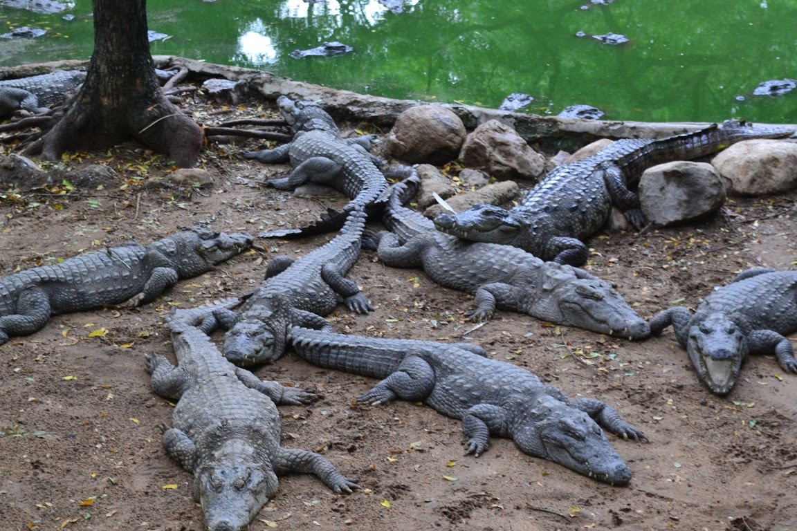 Madras Crocodile Bank - Chennai Image