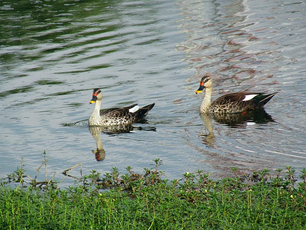 Puttenahalli Lake Image