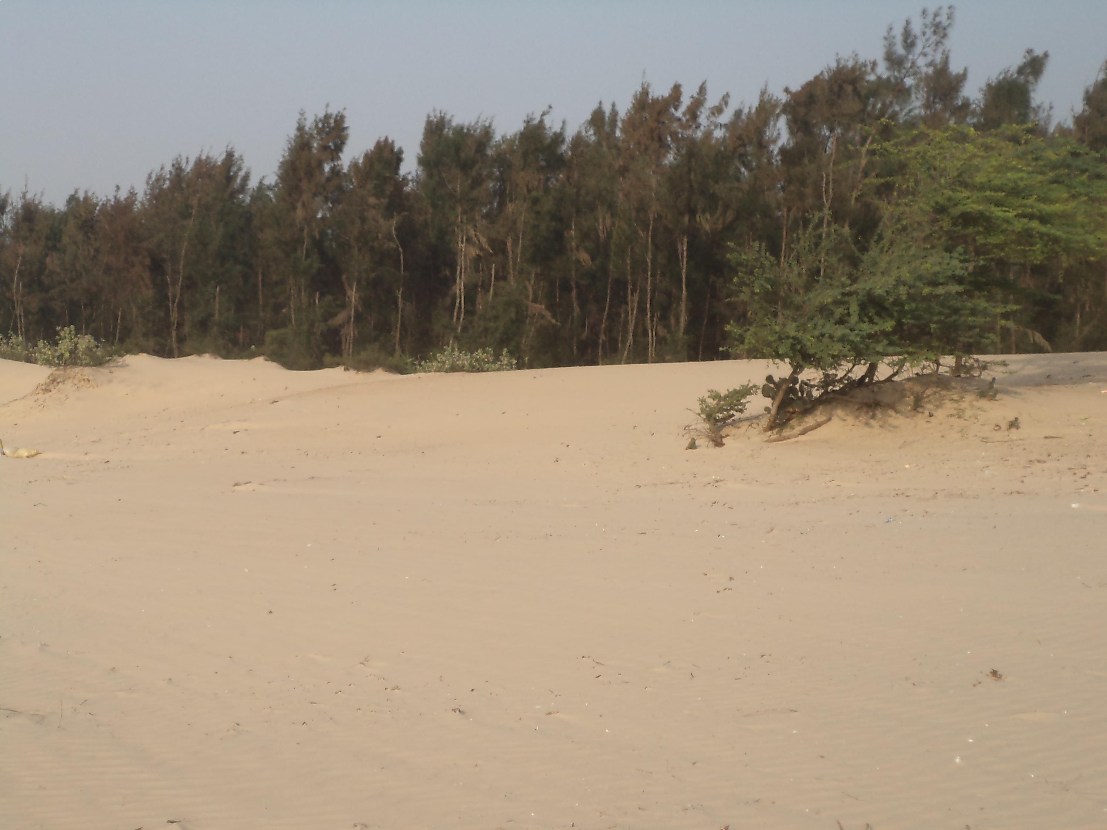 Talsari Beach Image