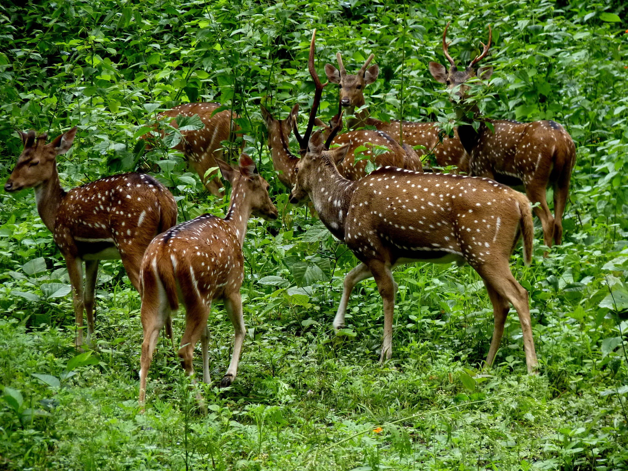 Periyar National Park Image