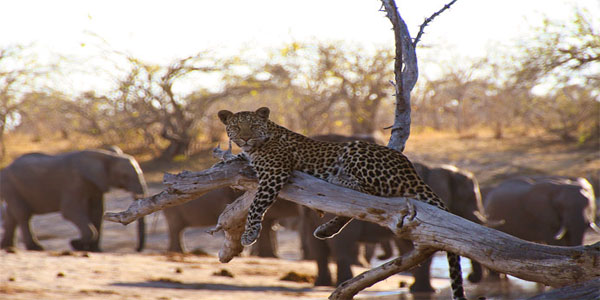 Nagarhole National Park - Mysore Image