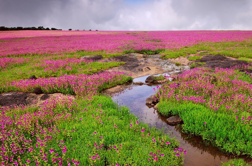 Kaas Plateau Image