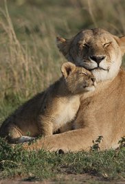 Big Cat Diary Image