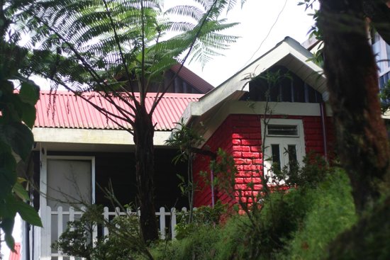 Resort Tree Fern - Loleygaon - Darjeeling Image