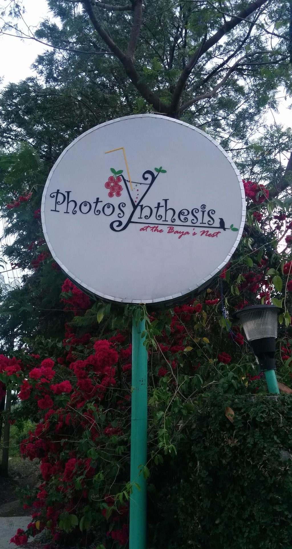 Photosynthesis - Kharakhet - Dehradun Image