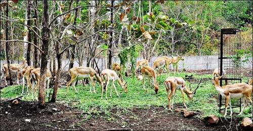 Rajiv Gandhi Zoological Park - Katraj - Pune Image