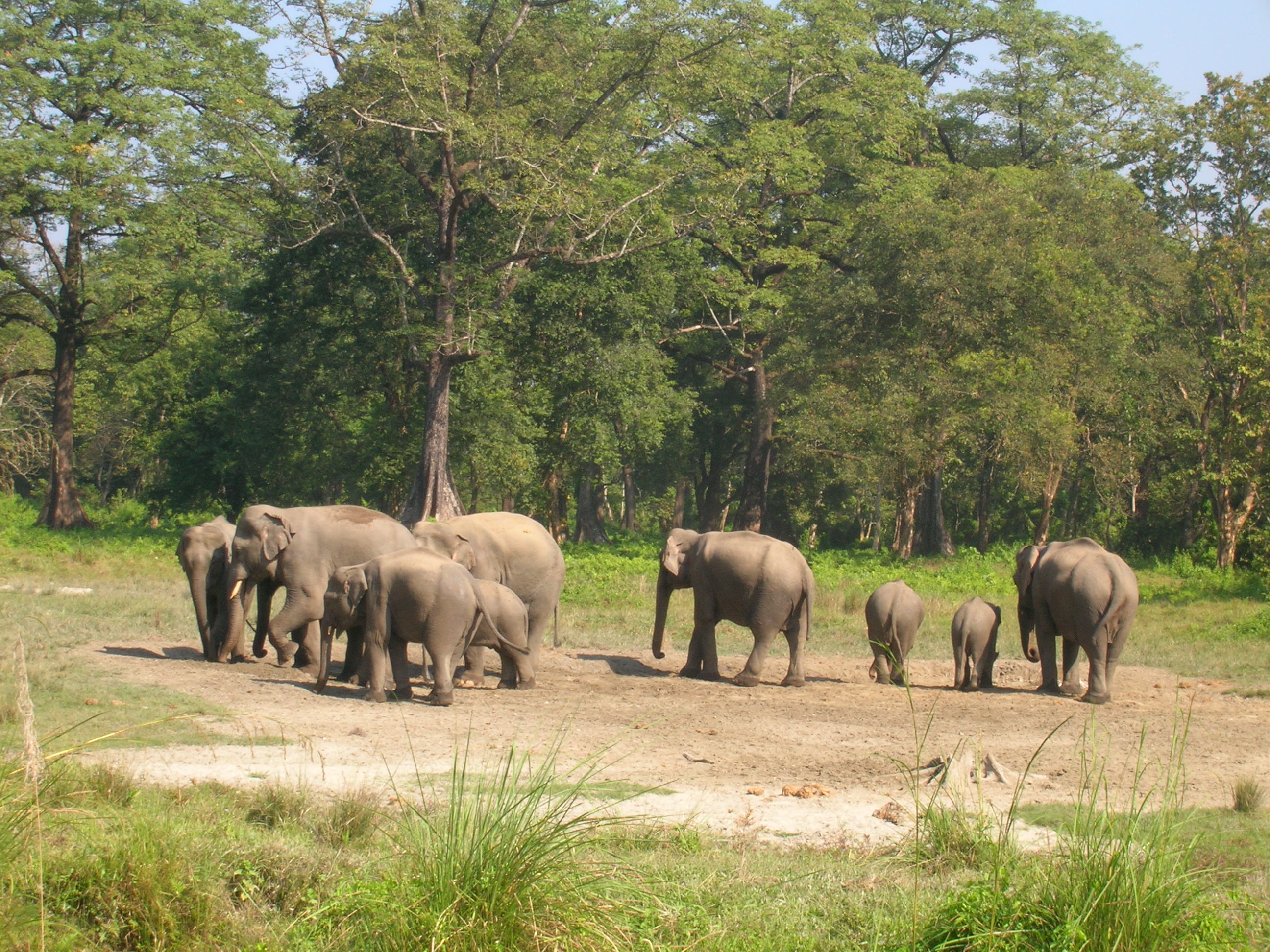 Jaldapara National Park Image